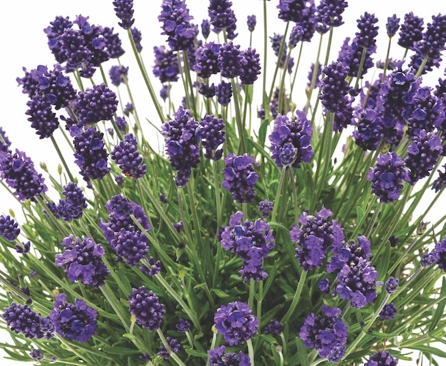 La diva lavender