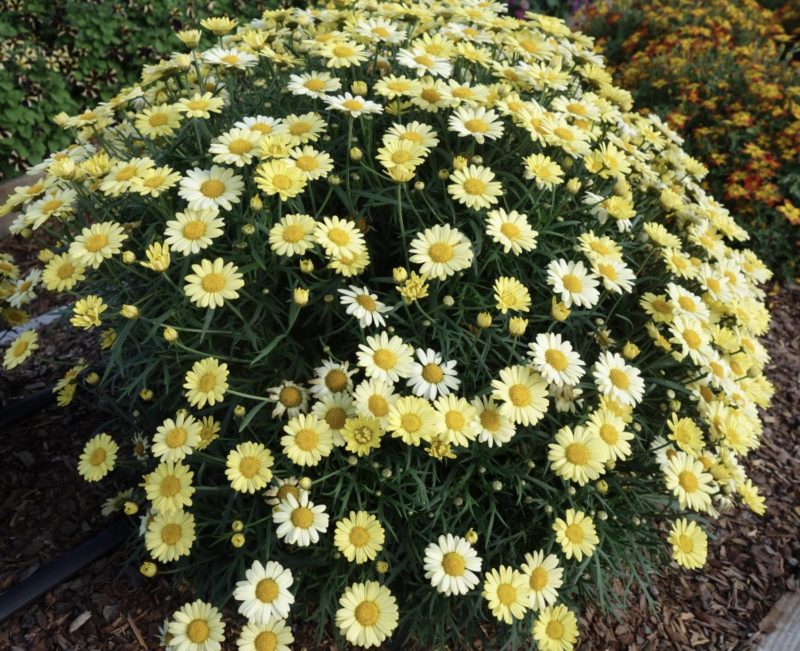 Benary argyranthemum