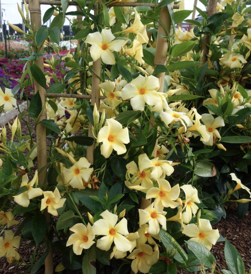 The Power of Yellow - Greenhouse Product News
