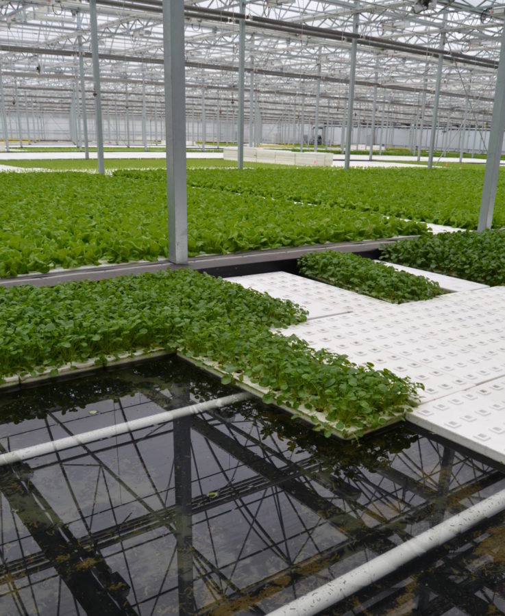 Choosing the Right Environmental Control System Greenhouse Product News