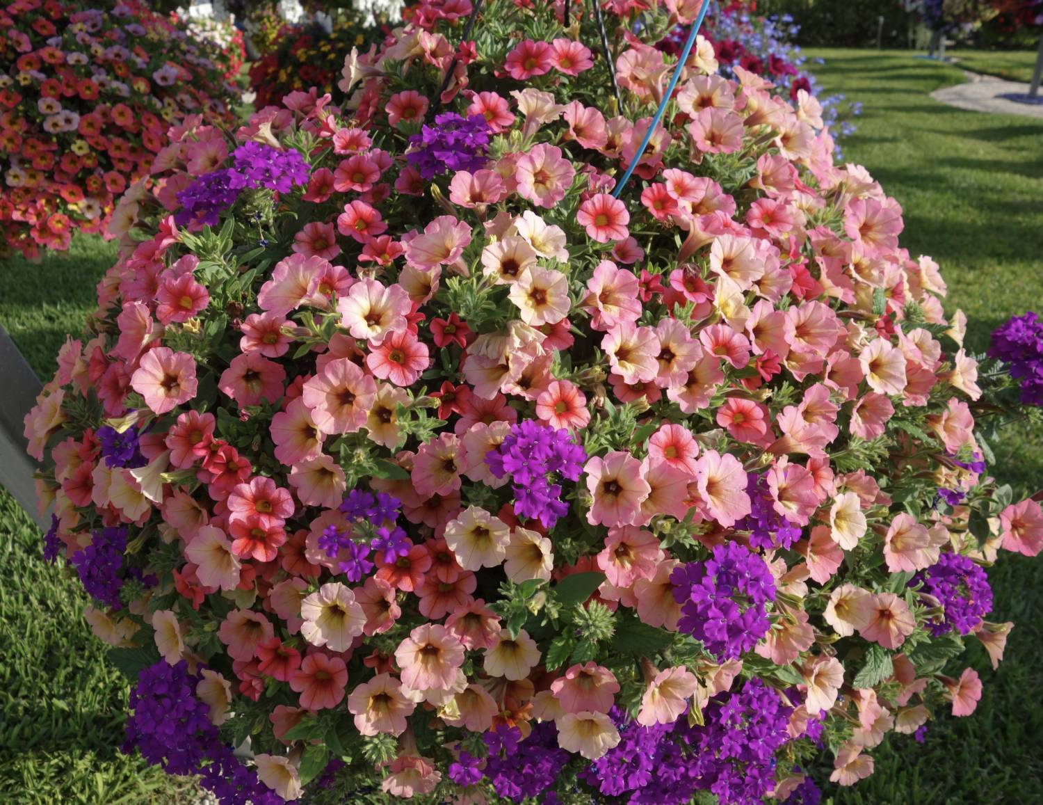 Bountiful Baskets - Greenhouse Product News