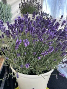 Lavender Lavenize