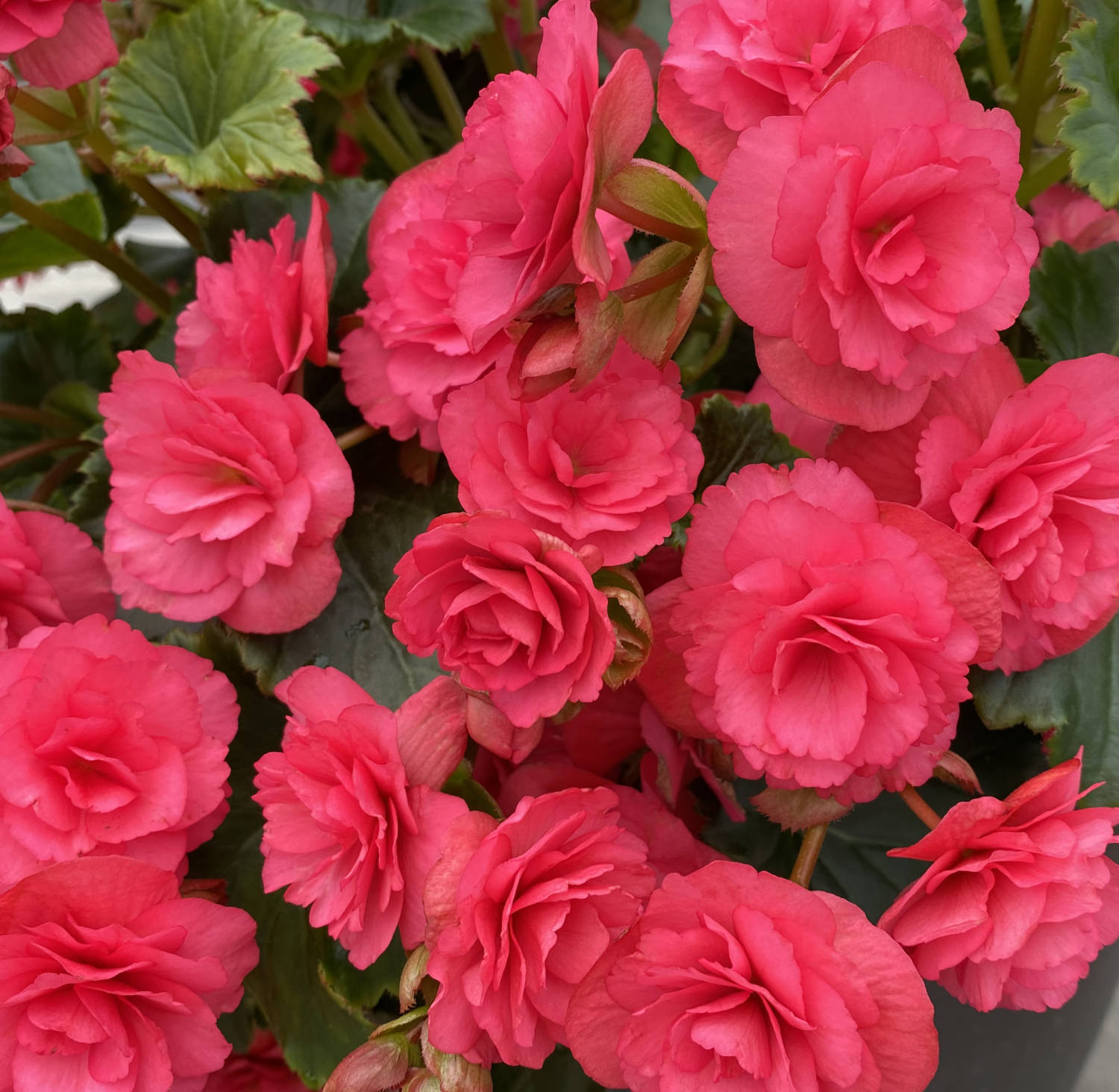 Welby Gardens Announces 2021 Trial Winners - Greenhouse Product News