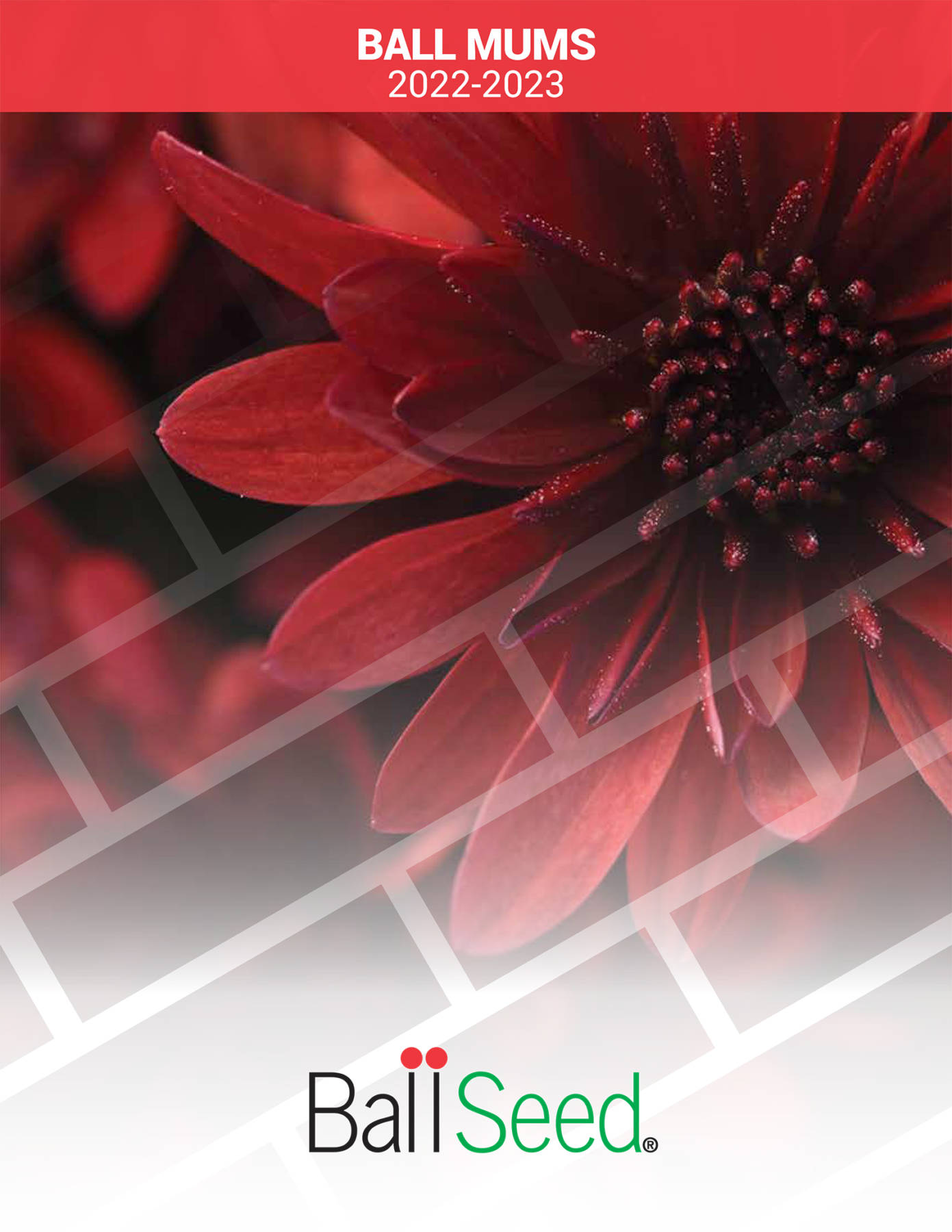 Ball Releases 20222023 Mum Catalog Lawn & Garden Retailer