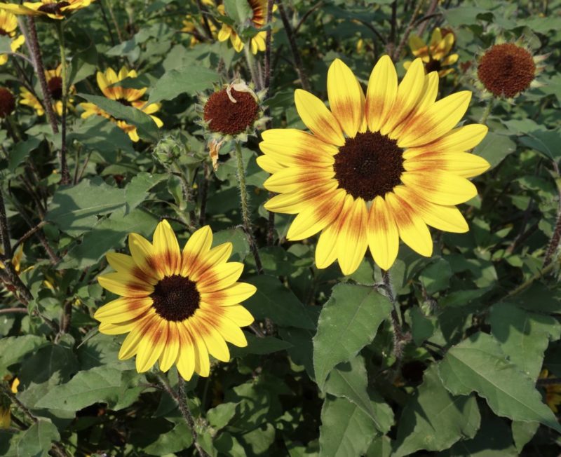 Suncredible sunflower