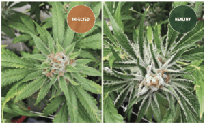 hops latent viroid on cannabis
