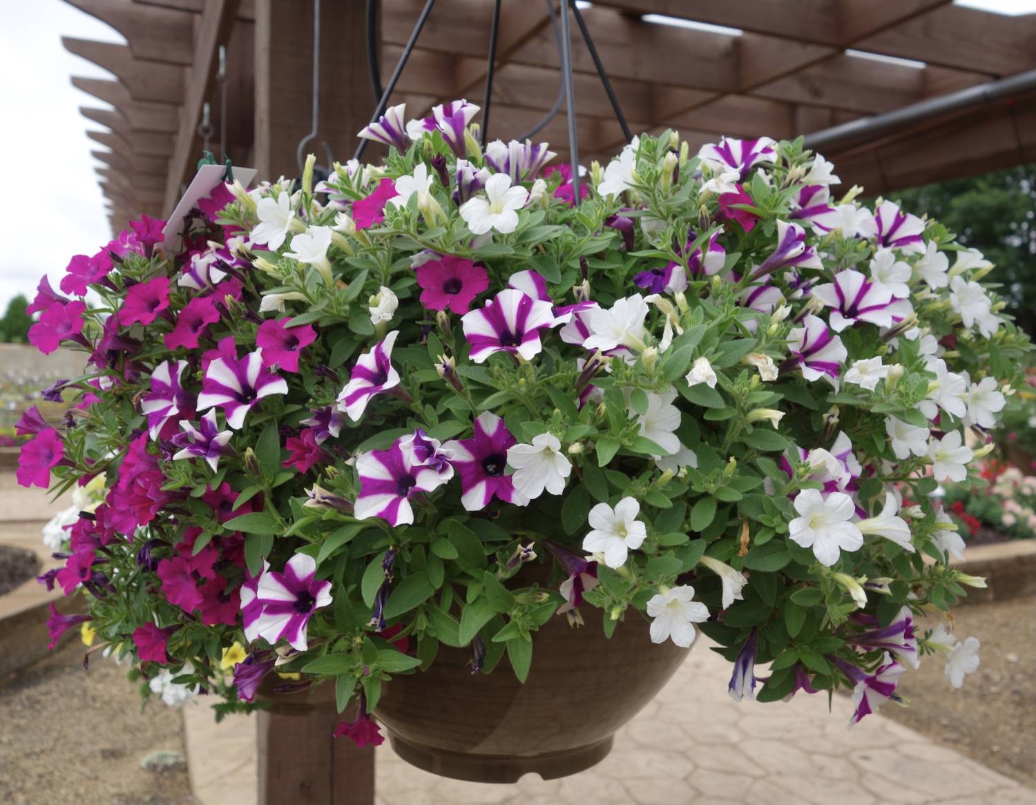 Bold, Flashy and Durable 2021 Summer Trials - Greenhouse Product News