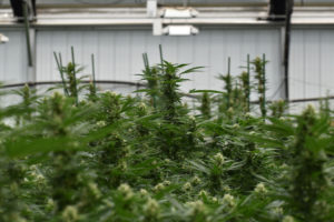 Maximizing Your Cannabis Greenhouse Greenhouse Product News