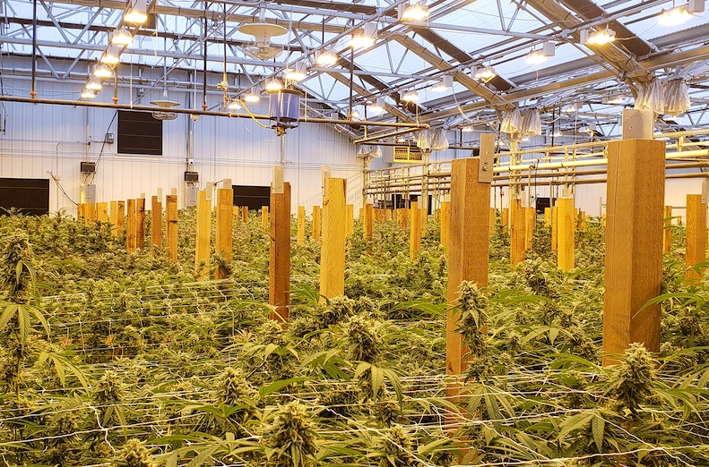 cannabis lighting in a Prospiant greenhouse
