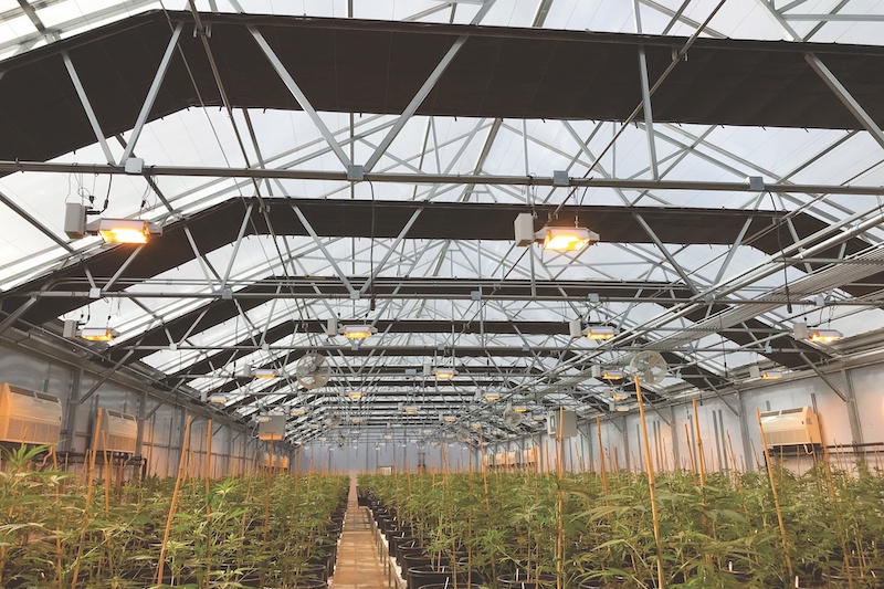 Prospiant greenhouse for cannabis