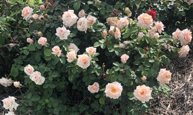 Brindabella roses