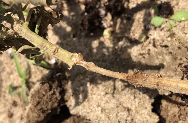 Fire Ants Causing Early Damage In Alabama Hemp - Greenhouse Product News