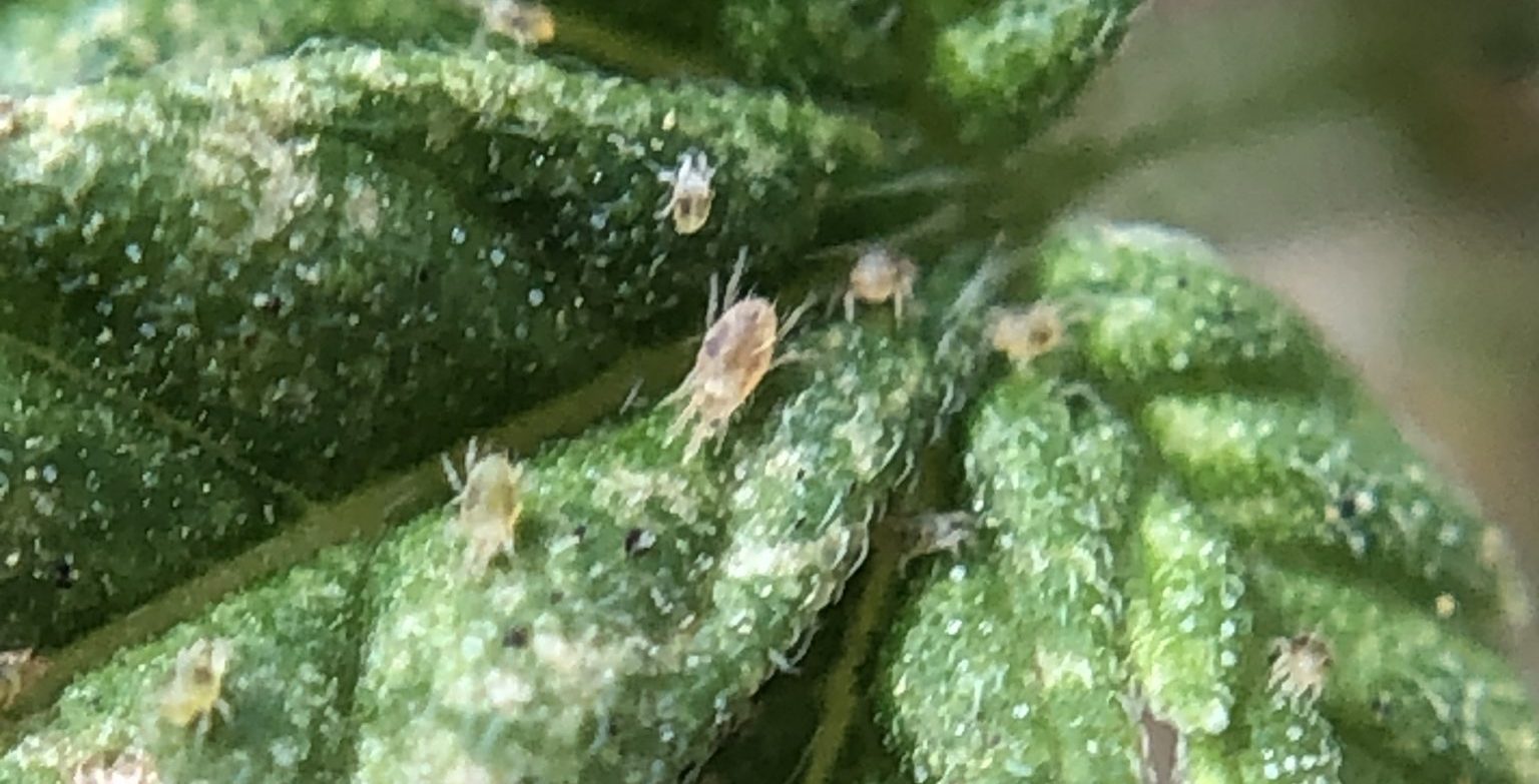 How To Identify Two Spotted Spider Mites In Hemp Greenhouse Product News