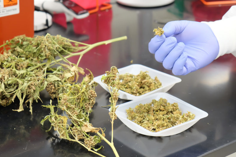 Researchers Analyze Safety Of Industrial Hemp As Cattle Feed