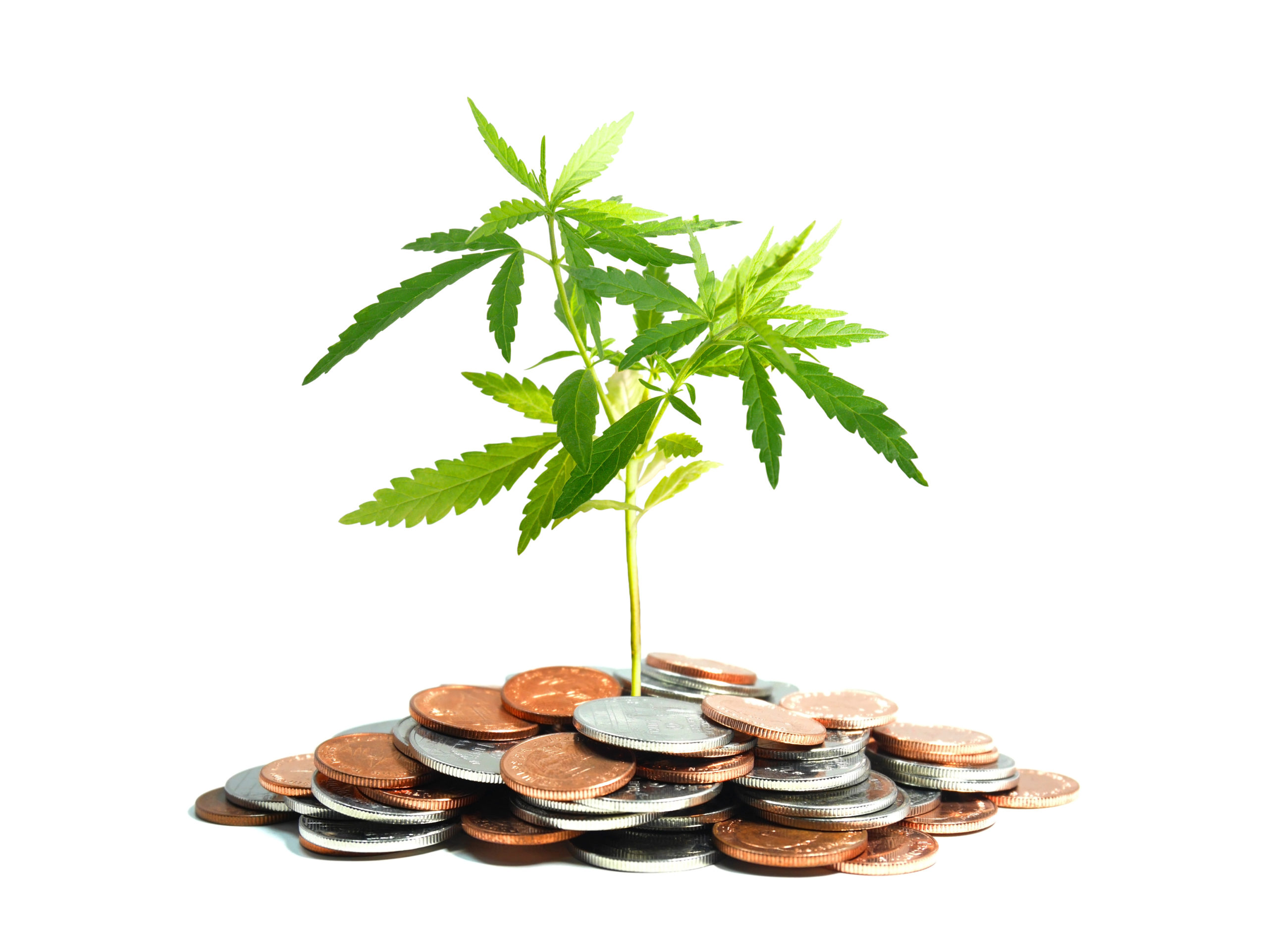 treasury-department-updates-banking-guidance-for-hemp-related