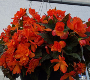 Begonia Florencio Orange from Syngenta