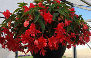Begonia Grace Pink from Syngenta