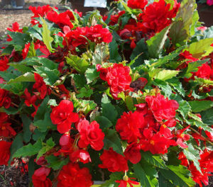 Begonia Nonstop Joy Red from Benary