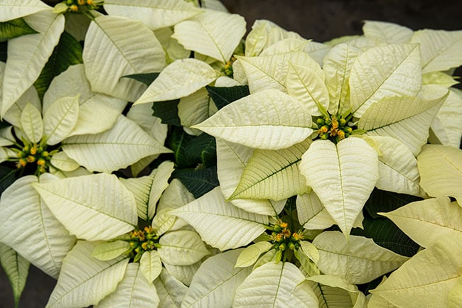 Poinsettia Picks For ‘22 - Greenhouse Product News