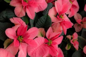 ‘Christmas Mouse Pink’ poinsettia