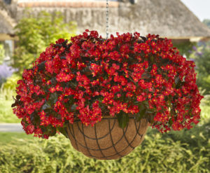 Hula Red Spreading Begonia<br /> PAS 2023<br /> Hanging Basket, Seed<br /> Photo: Paul Schipper, Venhuizen, July 2021<br /> Job #21307952_(ref# 307964)<br /> 05082021 Begonia Spreading HB Red - 8645_AL.jpg<br /> Additional