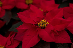 'Ranch Red' poinsettia