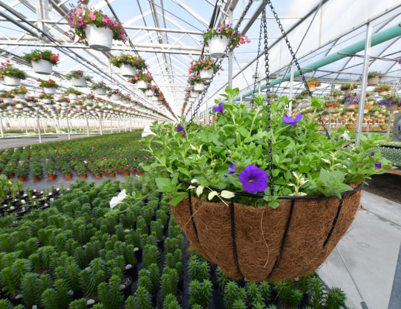 Amherst Greenhouse in Harrod, Ohio, in April 2018. Photo: Lance Cheung/USDA