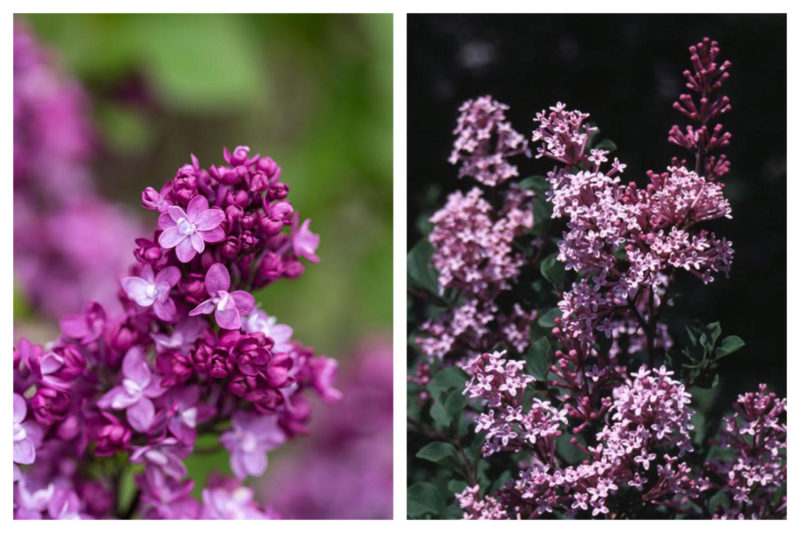 At left is Syringa ‘First Editions Virtual Violet’ by Bailey Nurseries; at right is Syringa ‘Miss Kim’ by Spring Meadow Nursery.
