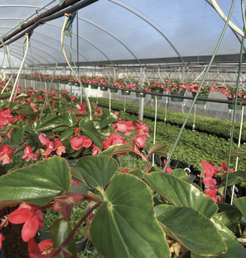 Trying to source products has been made easier for Ruibal’s because it has been dealing with some of the same suppliers for over 25 years, which know what products the grower plans to order. (Photo courtesy of Ruibal’s of Texas)