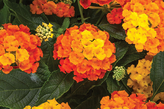 LANTANA BANDOLISTA SERIES Bandolista has outstanding vigor, habit, and color coverage that combine for summerlong performance. It is wellbranched and has a slightly trailing habit that is ideal for hanging baskets and mixed combinations. Sterile variety selections ensure maximum flowering. Available in Coconut, Mango (pictured), Pineapple, and Red Chili.