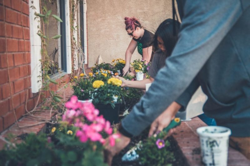 stock photo of planting flowers in a garden