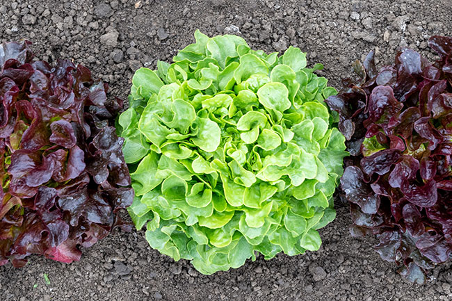 Lettuce ‘Bauer’ with ‘Redheads’ Johnny's Seeds