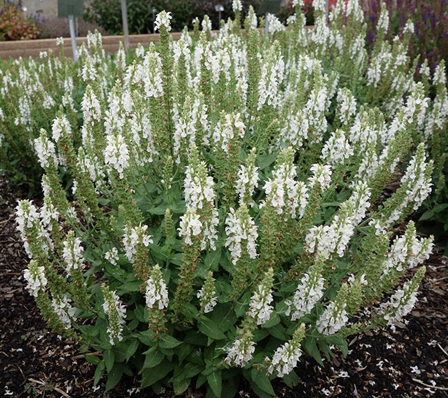 Salvia Nemorosa 'Apex White' 