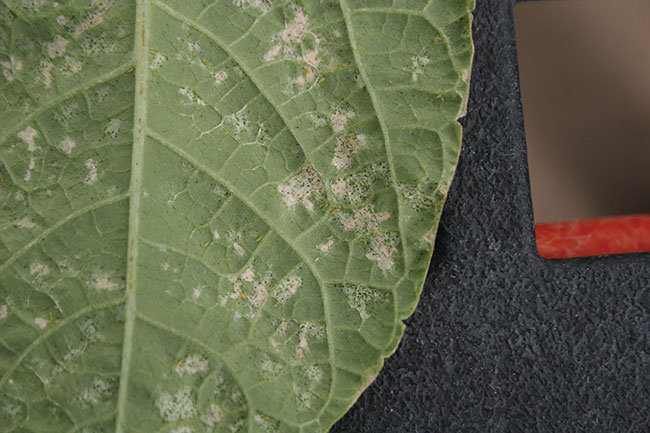 Black fecal deposits and sunken tissues on leaf underside associated with western flower thrips feeding.