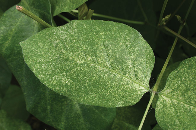 Leaf stippling and speckling affiliated with twospotted spider mite feeding damage.
