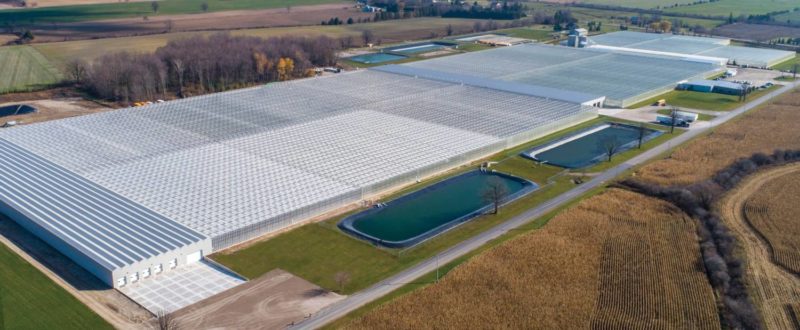 Ontario Plants' 45-acre (18.2 hectare) high-tech greenhouse facility in St. Thomas, Ontario, Canada. Photos: COFRA Holding