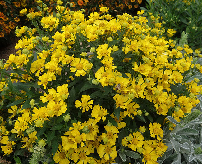 Helenium Autumnale 'Hayday Yellow'