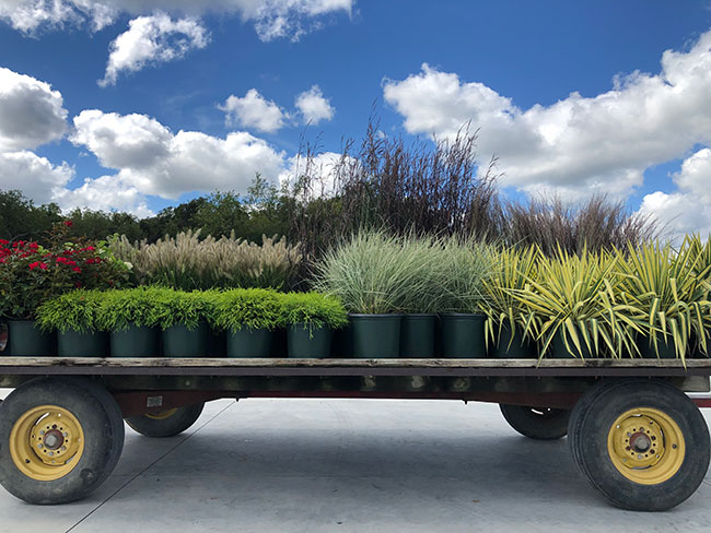 For more than 70 years, Overdevest Nurseries has partnered with its independent garden center customers throughout the the Mid-Atlantic and Northeast to provide the highest-quality green goods.