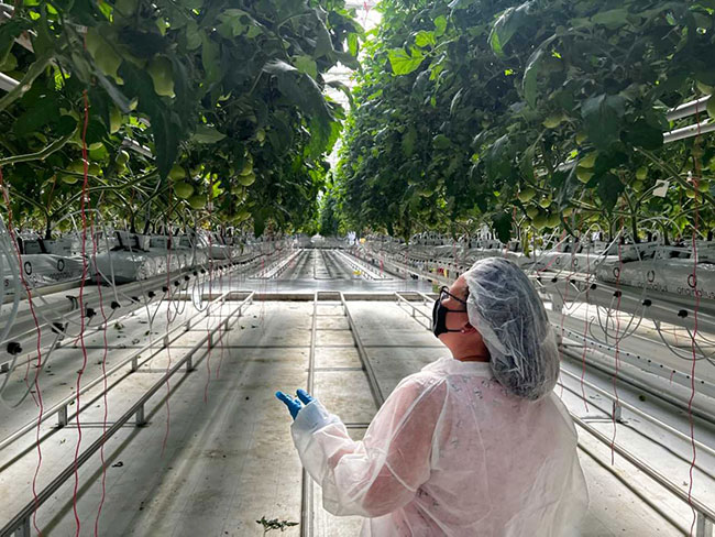 Erika Verrier, iUNU, inspects crops in the greenhouse.