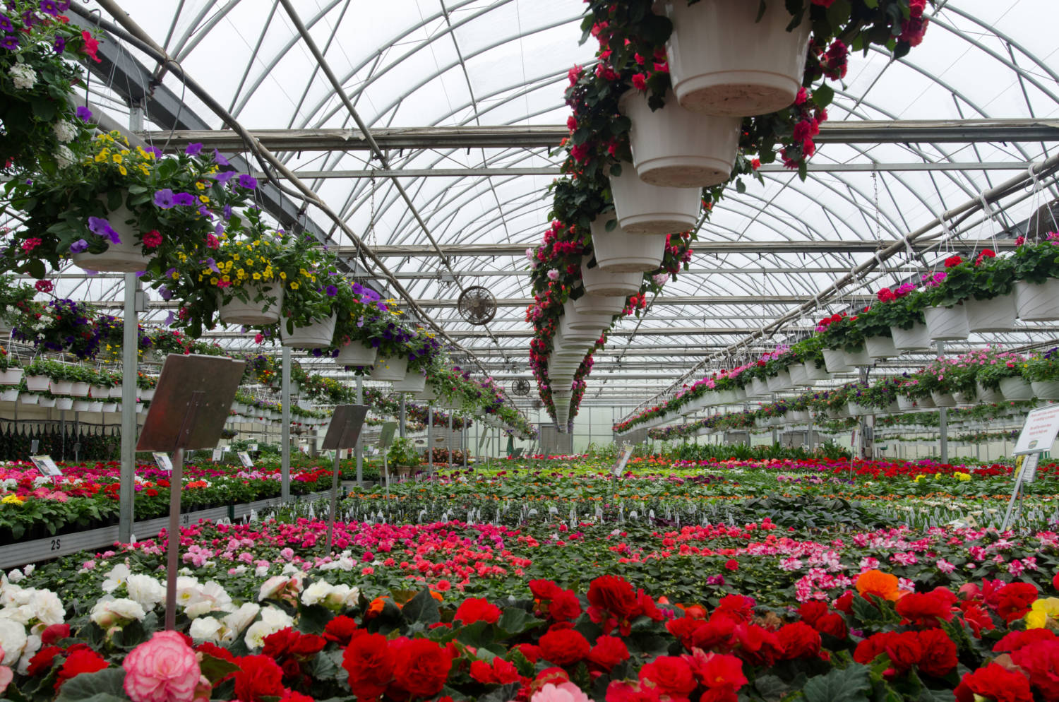 us-floriculture-numbers-were-up-in-2021-usda-report-greenhouse