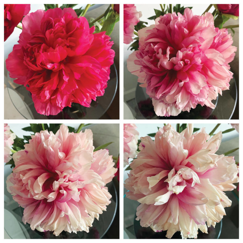 For a limited time, The Fresh Market is bringing back color-changing Command Performance Peonies from France. The Fresh Market is one of the only retailers on the East Coast offering Command Performance Peonies at its stores during this peak season.