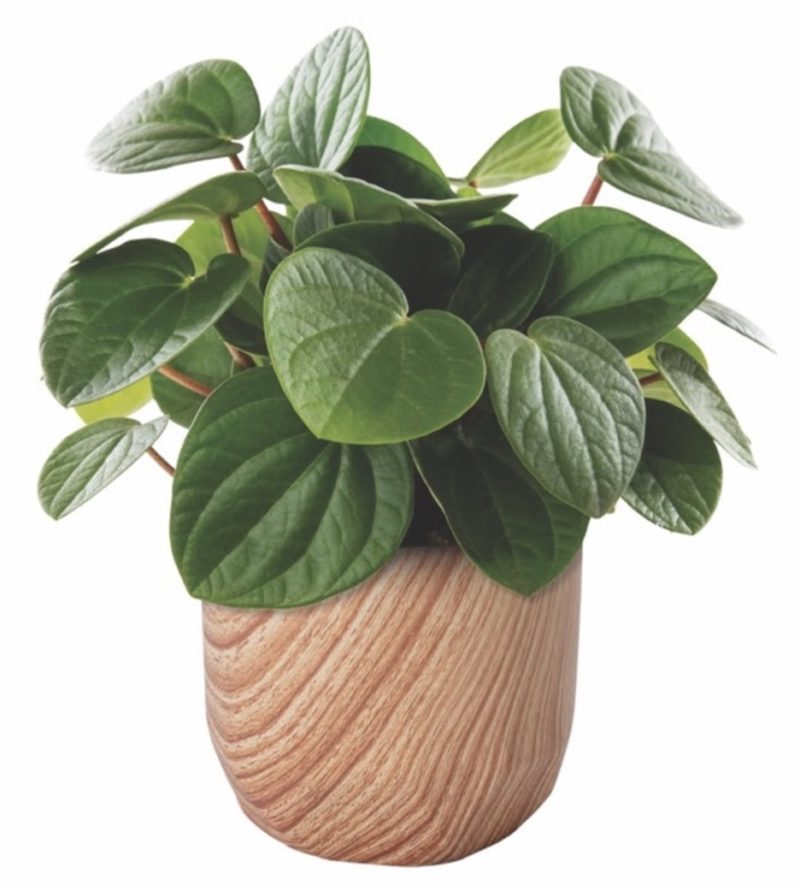 Peperomia Leap Frog  