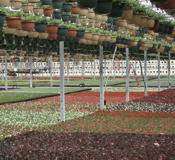 Figure 1. Hanging baskets decrease the light intensity and the ratio of red to far-red light, which trigger the shade-avoidance response to crops below.