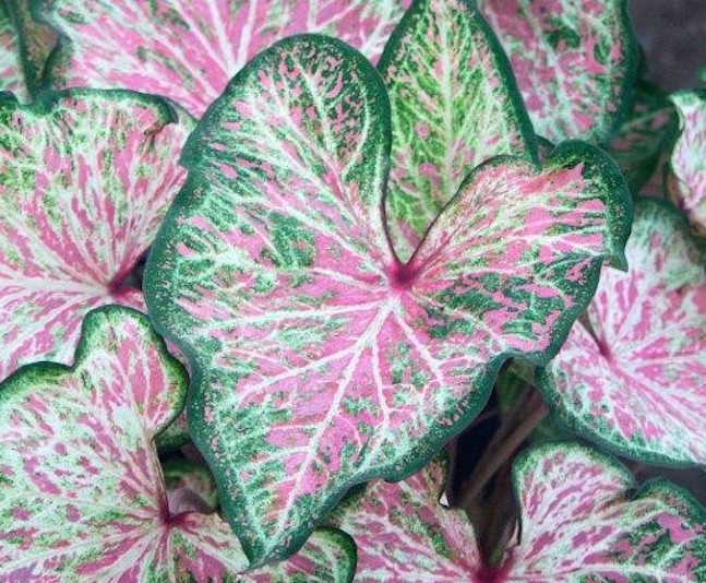 This plant sports a novel color pattern, with white main veins and multiple light pink spots. It tolerates sunburns and resists leaf-spot diseases well. Photo courtesy of Terri Bates