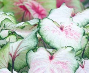 UF-15-21 (‘White Lightning’): This caladium has white strap leaves with light pink streaks. It performs best in shady locations in the landscape. Photo Courtesy of Terri Bates