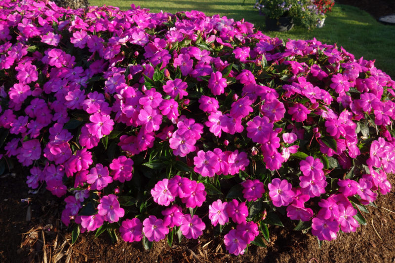 SUNPATIENS-COMPACT-LILAC-IMP--SAKATA,-Vaughns-View--JUNE-22