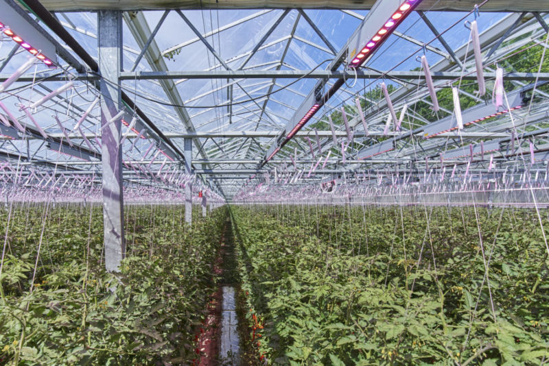Tak at ringe Ansigt opad Tomato Grower Credits New Grow Lights For Better Yields - Greenhouse  Product News