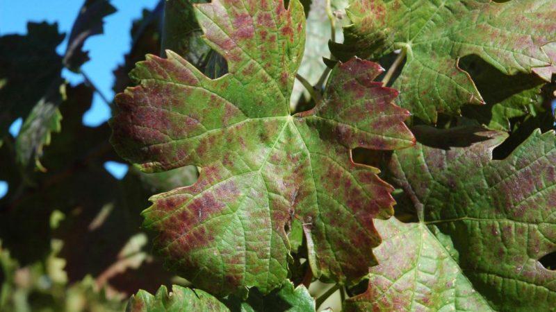 A new greenhouse at UC Davis will be built to protect grapevines from diseases such as red blotch disease, which can cause leaves to turn red, hamper fruit ripening and reduce wine quality. (Foundation Plant Services/UC Davis)