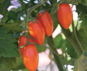 Tomato ‘Sun Dipper’ PanAmerican Seed