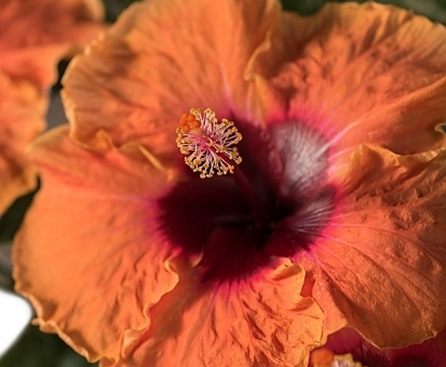 Hollywood Hibiscus - Disco Diva, 2 Gallon - Greenhouse Product News